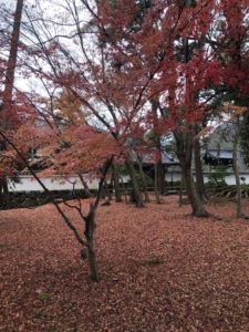 南禅寺、僧堂前の紅葉
